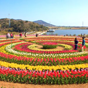 Tulip Tour Kashmir: Book Your Kashmir Tulip Garden Tour Today!